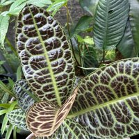 Schildkrötenrücken (Labisia obtusifolia)