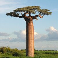 Riesenbaobab (Adansonia grandidieri)