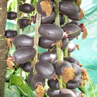 Paonuss (Barringtonia edulis)