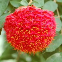 Venezolanische Rose (Brownea grandiceps)