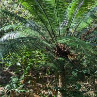 Palmenfarn (Cycas glauca)