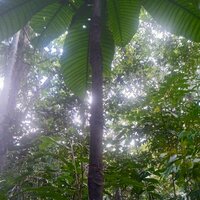 Octamyrtus (Octamyrtus glomerata)