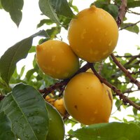 Abiu (Pouteria caimito)