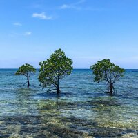 Gefleckte Mangrove (Rhizophora stylosa)