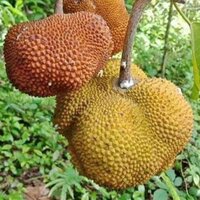 Utu (Parartocarpus venenosa)