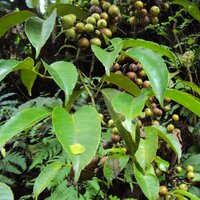 Kletternde indische Kastanie (Tetrastigma leucostaphylum)