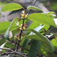 Borneo-Gummibaum (Willughbeia coriacea)