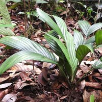Pinang-Tanah-Palme (Pinanga subterranea)
