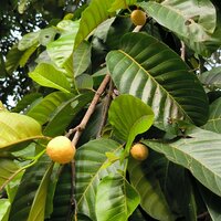 Affenfrucht (Artocarpus lacucha)