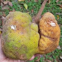 Utu (Parartocarpus venenosa)