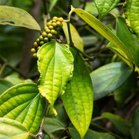 Schwarzer Pfeffer (Piper nigrum)