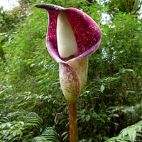Beccari-Aronstab (Amorphophallus beccarii)