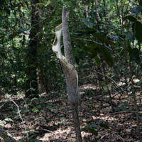 Schlangenhautlilie (Amorphophallus galbra)