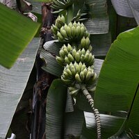Cheesman-Banane (Musa cheesmanii)