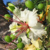 Decarys Flamboyant (Delonix decaryi)