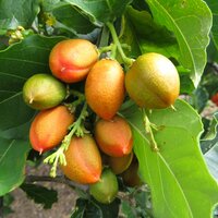 Erdnussbaum (Bunchosia argentea)