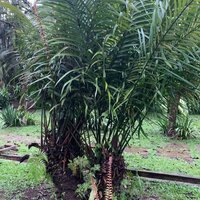 Currans Palmenfern (Cycas curranii)