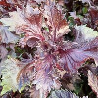 Rotes shiso (Perilla frutescens var. crispa f. purpurea)