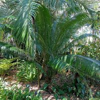 Palmenfarn (Cycas edentata)
