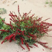 Erdbeerspinat (Blitum virgatum)